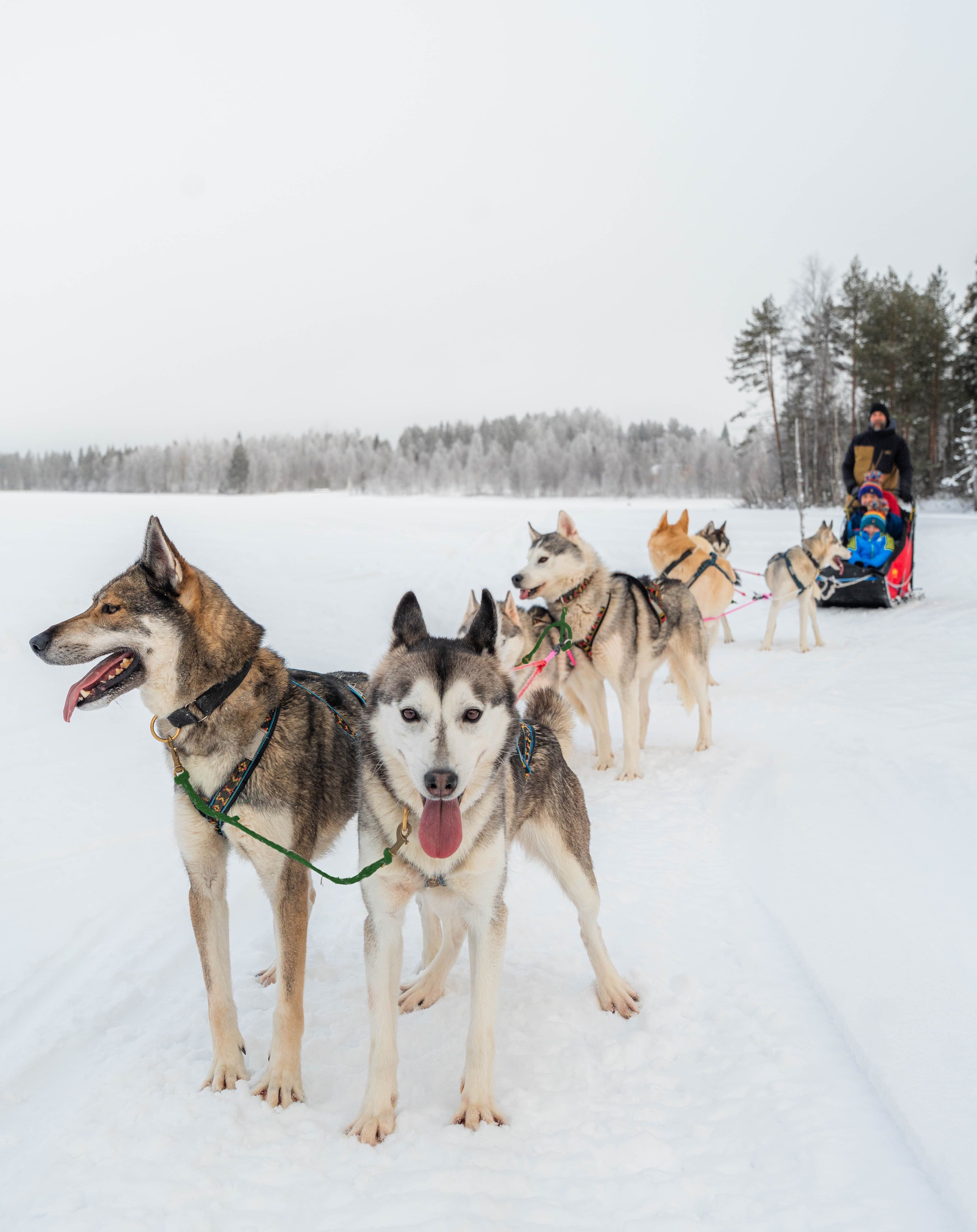 Husky Safari 2 h
