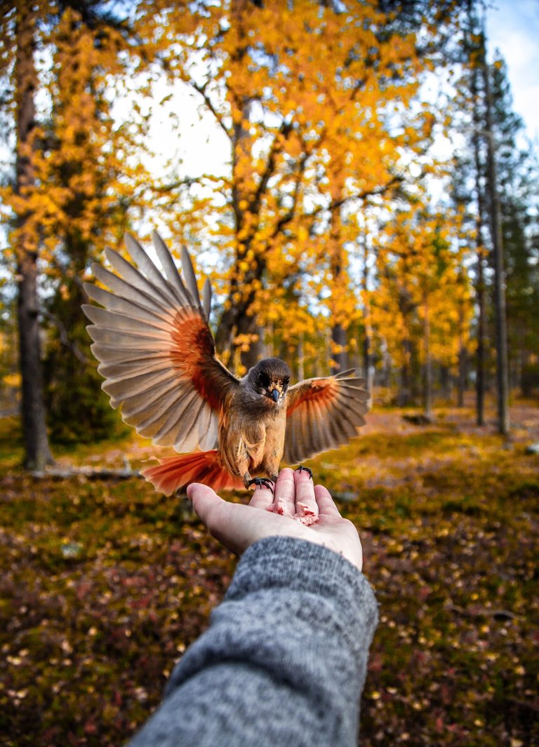 Wildlife And Birds in Arctic Forests