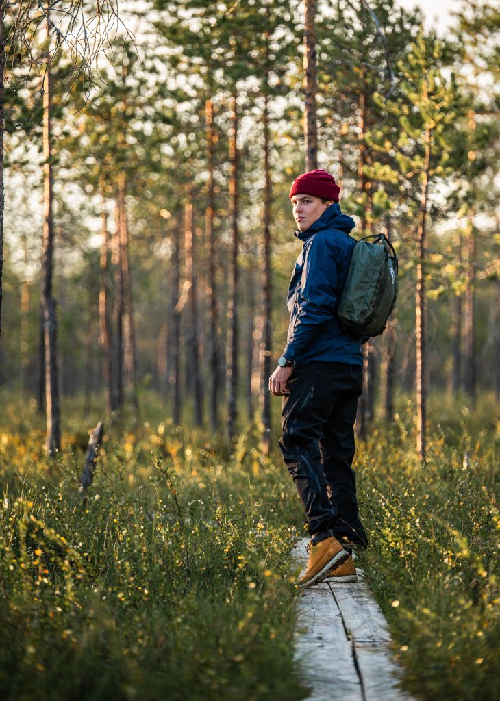 A local guide leading hikers along duckboards toward the best cloudberry mires in Ranua during a golden sunset.