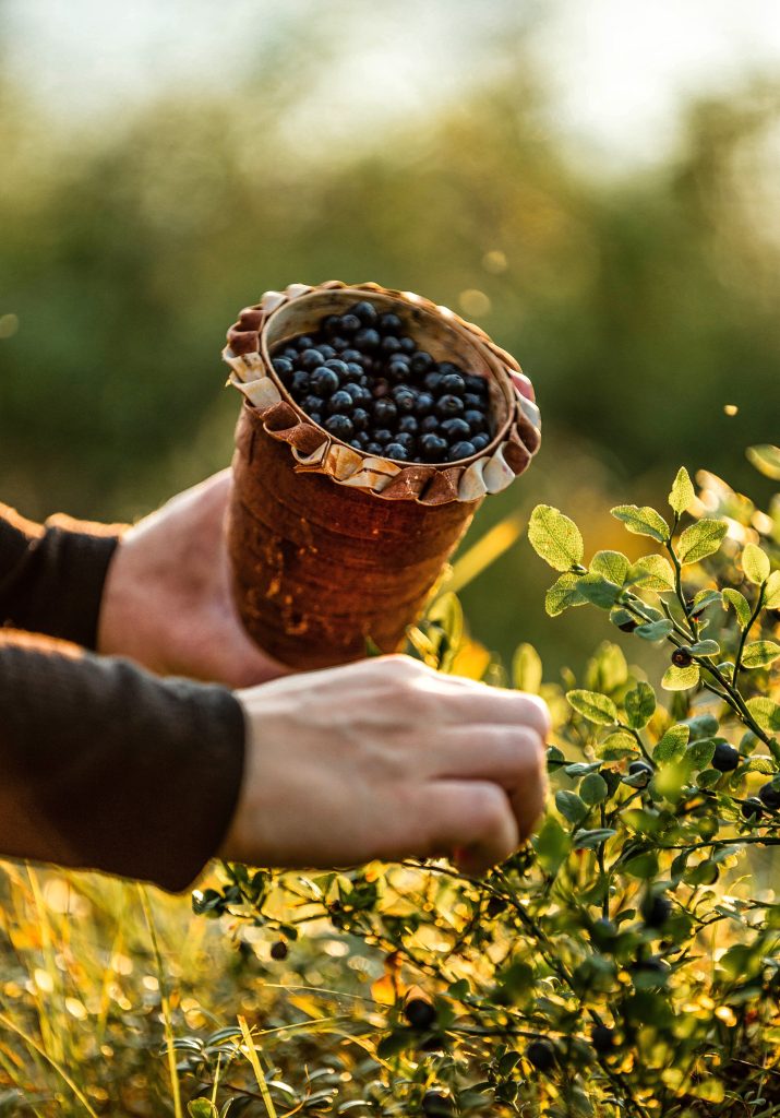 Antioxidant-rich wild blueberries