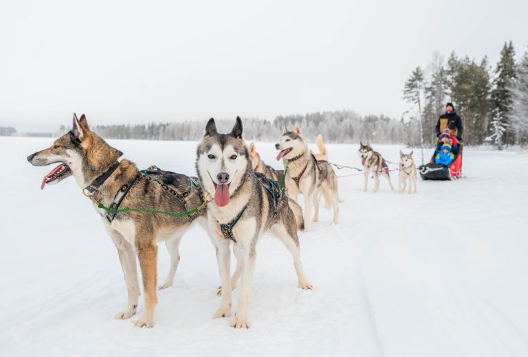 Husky dogs harnessed to a sled stand in the snow with a musher and forest visible in the background.