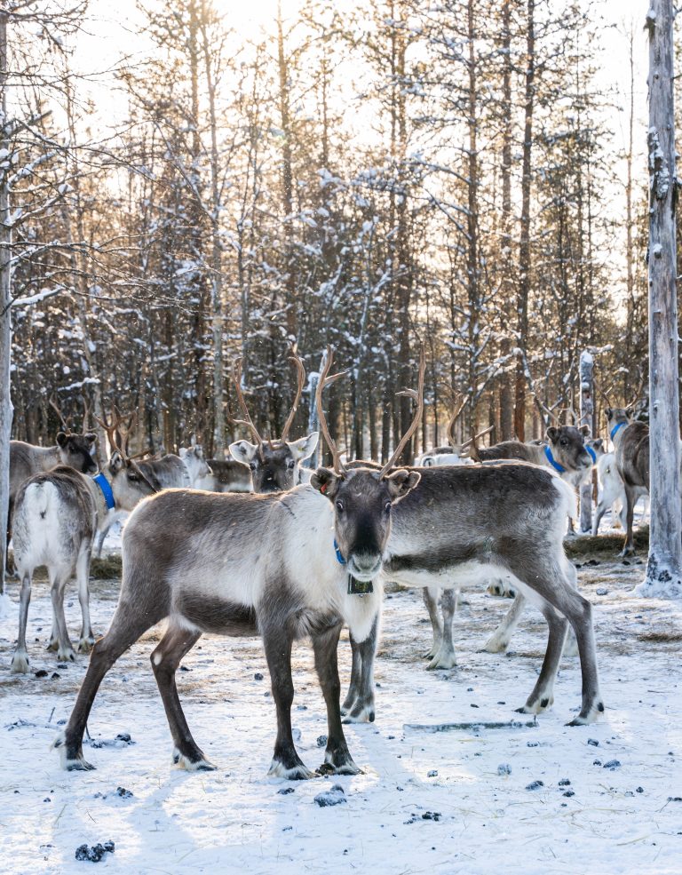 Reindeer stand together in a snowy forest clearing with sunlight filtering through the trees.