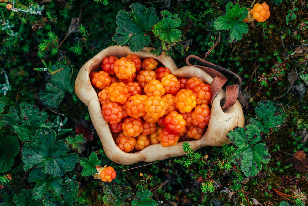 A berry bucket filled to the brim with freshly picked, golden-yellow cloudberries.
